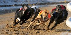 harlow dog results yesterday.